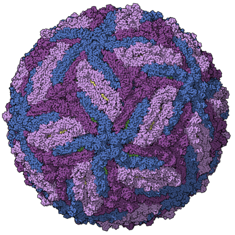 Powassan Virus